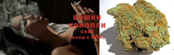прущие грибы Сосновый Бор